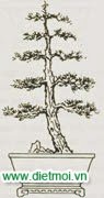 24 thế cây bonsai cây cảnh cổ truyền và hiện đại phổ biến nhất