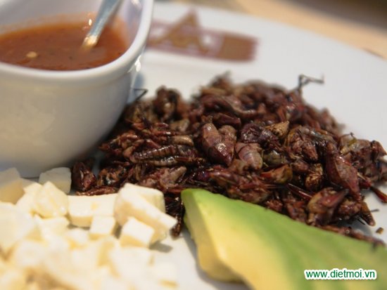 Top 11 loài côn trùng gây hại mà con người có thể ăn được
