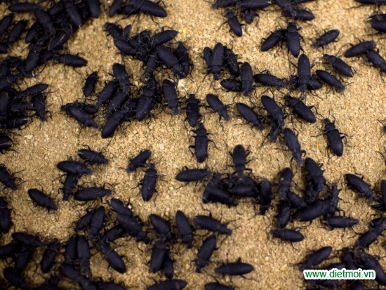 Top 11 loài côn trùng gây hại mà con người có thể ăn được