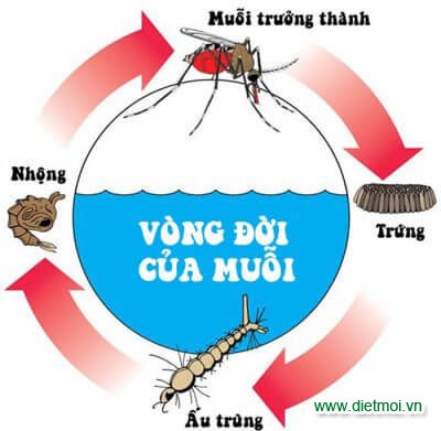 vòng đời loài muỗi