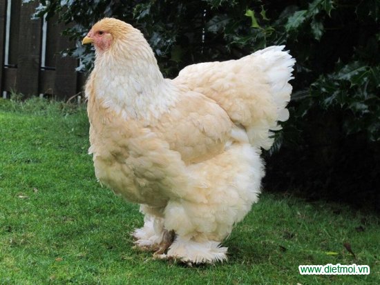 Gà khổng lồ 20kg là giống gà to nhất thế giới