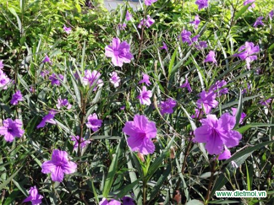 5 loài hoa đẹp dễ trồng nhất Việt Nam