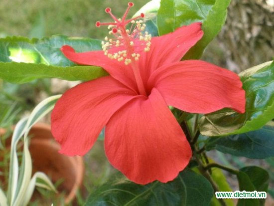 10 loài hoa hiếm gặp và đẹp nhất thế giới