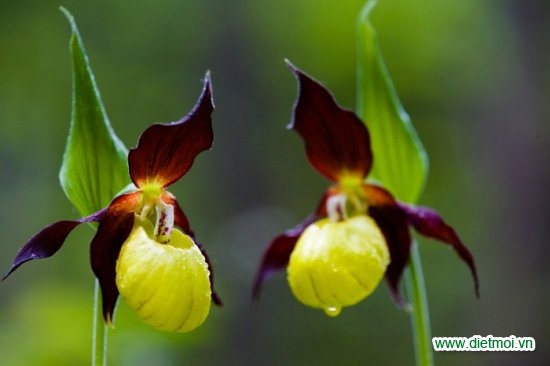 10 loài hoa hiếm gặp và đẹp nhất thế giới